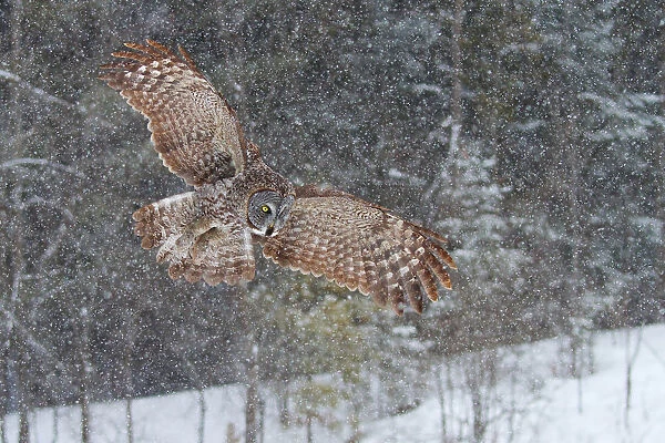 Great Grey owl in snowfall