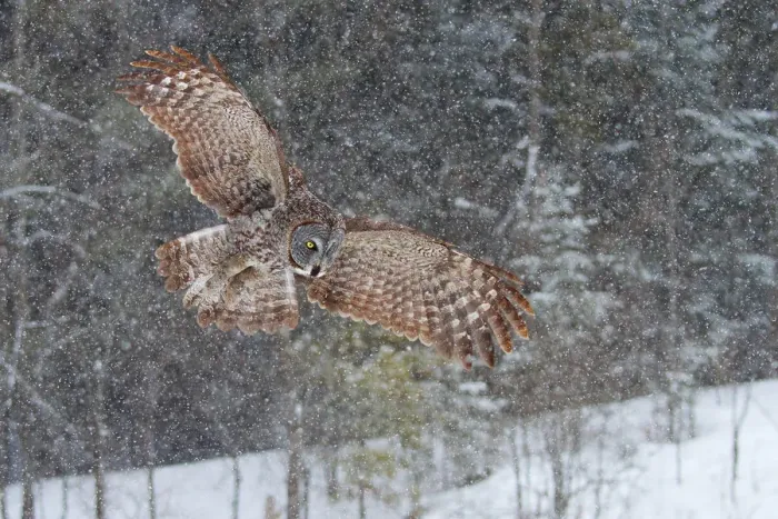 Framed Print : Great Grey owl in snowfall