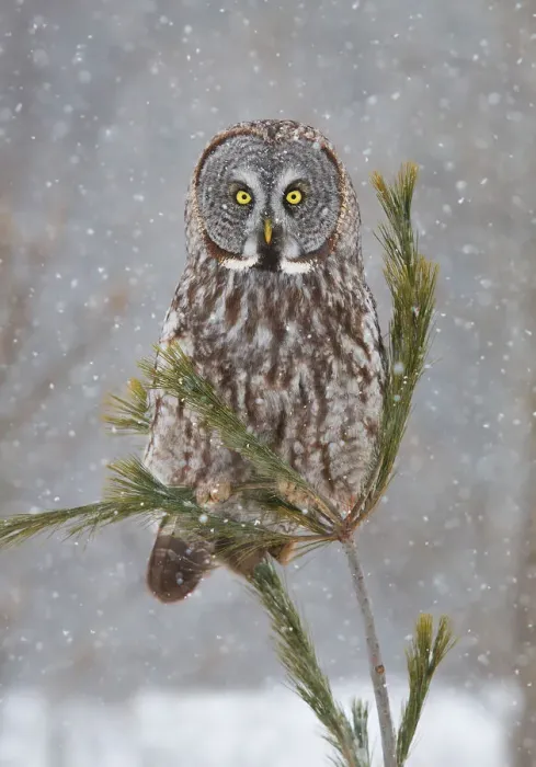Framed Print : Great grey owl in spruce tree Framed Print : Great grey owl in spruce tree