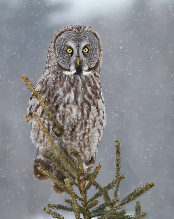Framed Print : Great grey owl in spruce tree