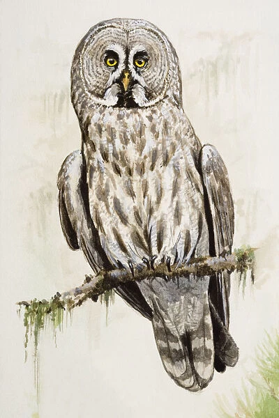 Great grey owl (Strix nebulosa), perching on a branch, front view