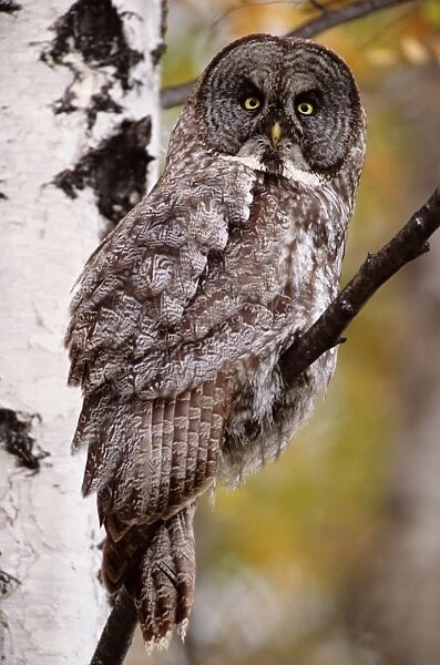 Great grey owl (Strix nebulosa), perching on branch, close up