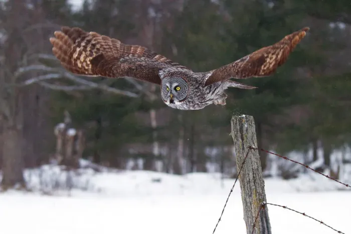 Framed Print : Great grey owl takes flight Framed Print : Great grey owl takes flight