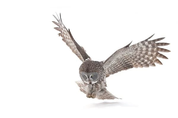 Great Grey Owl in winter