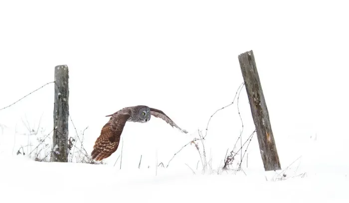 Framed Print : Great Grey Owl in winter Framed Print : Great Grey Owl in winter