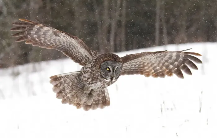 Framed Print : Great Grey Owl in winter Framed Print : Great Grey Owl in winter