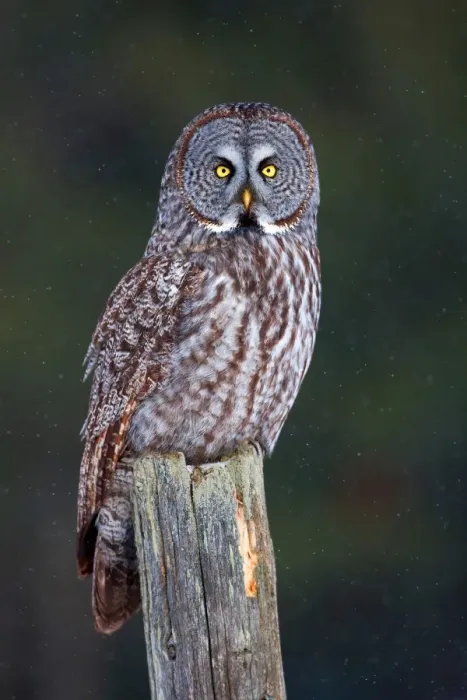 Framed Print : Great Grey on Post (strix nebulosa) Framed Print : Great Grey on Post (strix nebulosa)