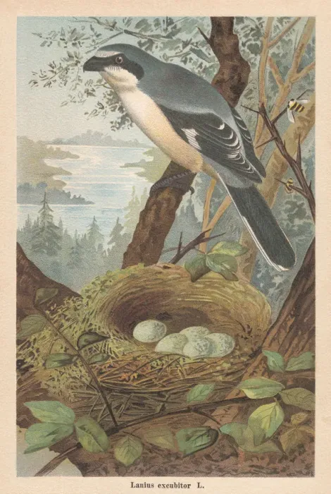 Framed Print : Great grey shrike (Lanius excubitor), chromolithograph, published in 1896 Framed Print : Great grey shrike (Lanius excubitor), chromolithograph, published in 1896