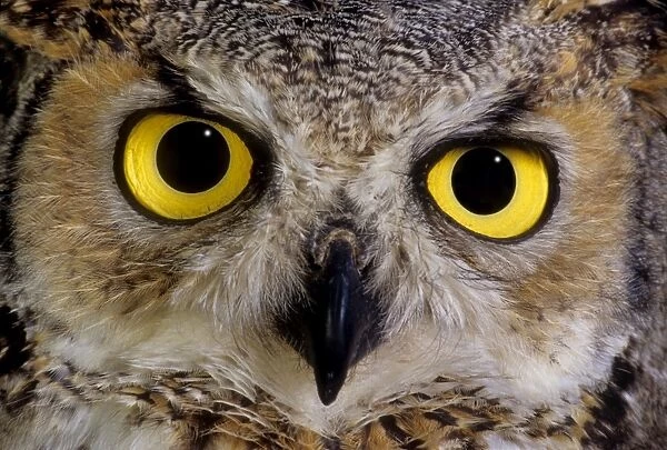 Great horn owl face close up