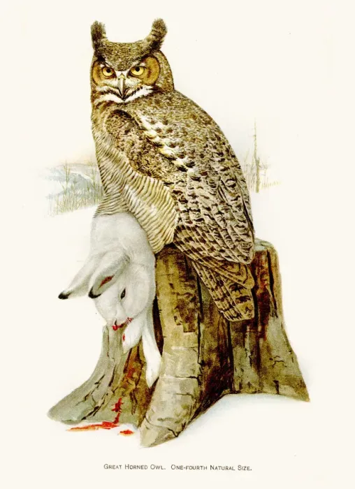 Framed Print : Great horned owl birds lithograph 1897 Framed Print : Great horned owl birds lithograph 1897