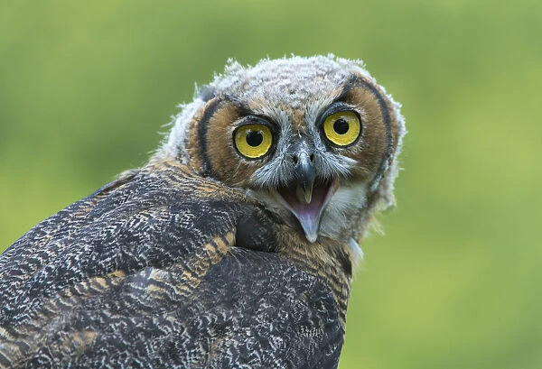 Great horned owl -Bubo virginianus-, young bird, captive, Germany