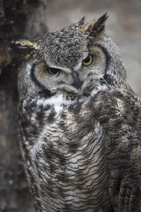 Framed Print : Owl. A great horned owl cocks its head as it looks directly at the viewer Framed Print : Owl. A great horned owl cocks its head as it looks directly at the viewer
