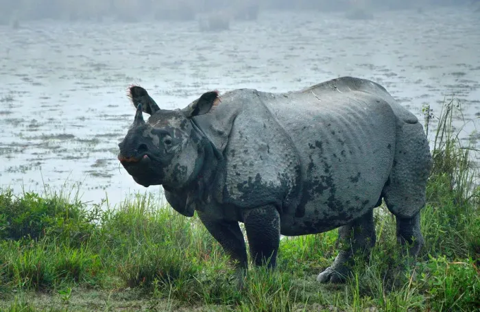Framed Print : Great Indian Rhinoceros Framed Print : Great Indian Rhinoceros
