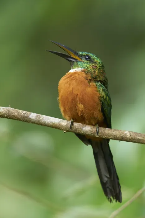 Framed Print : Great Jacamar Framed Print : Great Jacamar
