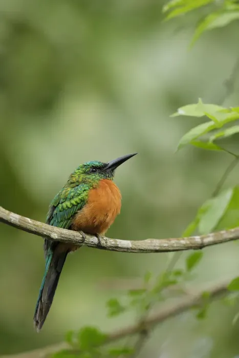 Framed Print : Great Jacamar Framed Print : Great Jacamar