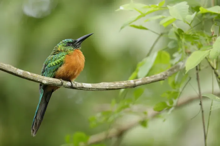 Framed Print : Great Jacamar Framed Print : Great Jacamar