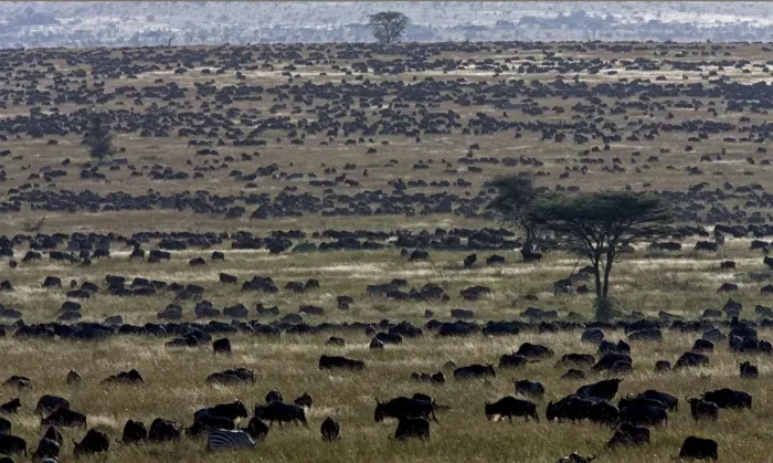 Framed Print : The great migration