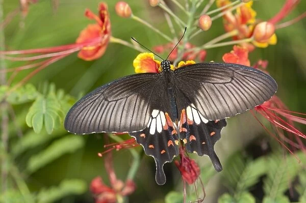 Great mormon -Papilio memnon-, tropical butterfly, Phuket, Thailand, Southeast Asia, Asia