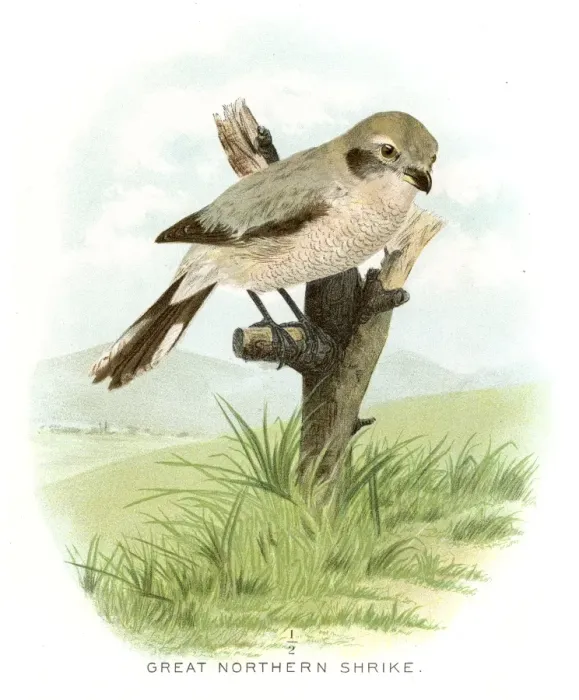 Framed Print : Great northern shrike lithograph 1897 Framed Print : Great northern shrike lithograph 1897