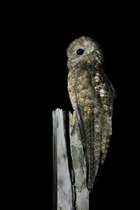 Framed Print : Great Potoo Framed Print : Great Potoo