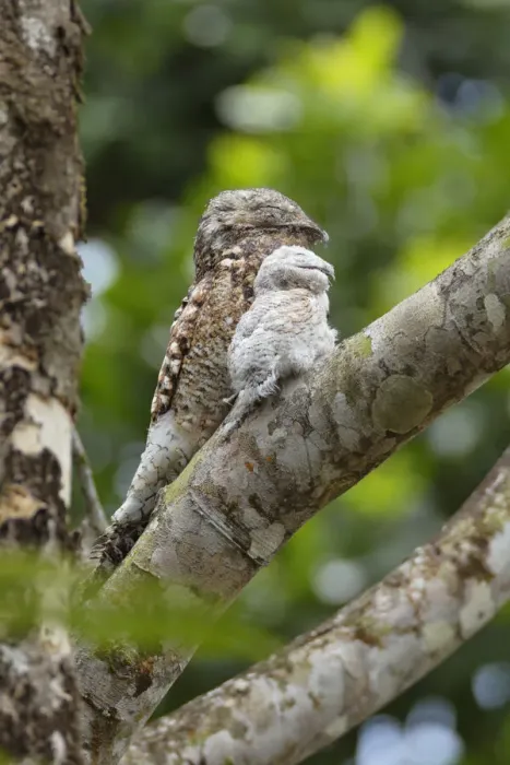 Framed Print : Great Potoo Framed Print : Great Potoo
