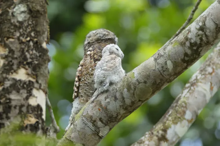 Framed Print : Great Potoo Framed Print : Great Potoo