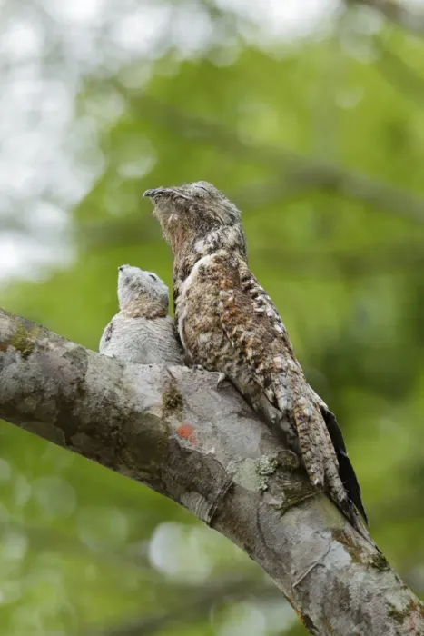 Framed Print : Great Potoo