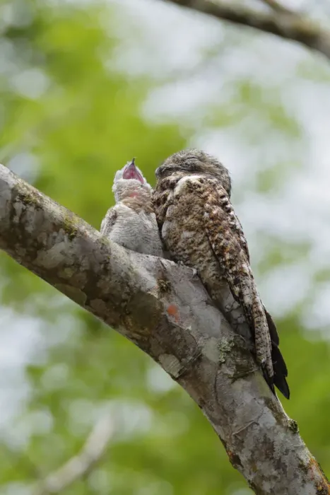 Framed Print : Great Potoo Framed Print : Great Potoo