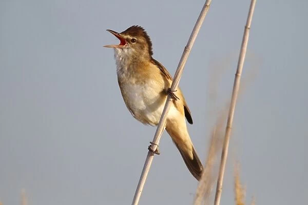 Great reed warbler -Acrocephalus arundinaceus-, calling, male perched on reed, Lake Neusiedl, Burgenland, Austria, Europe