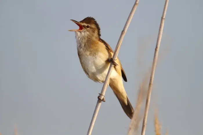 Framed Print : Great reed warbler -Acrocephalus arundinaceus-, calling, male perched on reed, Lake Neusiedl, Burgenland, Austria, Europe
