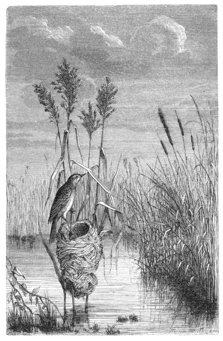 Framed Print : Great reed warbler (Acrocephalus arundinaceus) Framed Print : Great reed warbler (Acrocephalus arundinaceus)