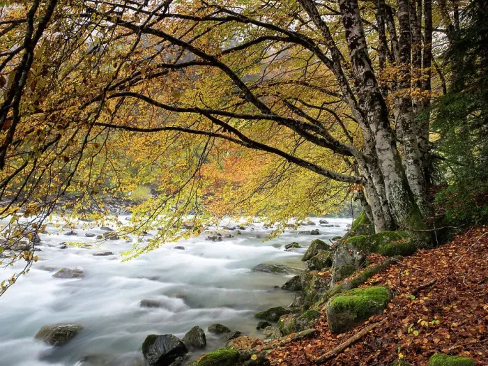 Framed Print : Great river of mountain crossing a forest of beeches in autumn Framed Print : Great river of mountain crossing a forest of beeches in autumn
