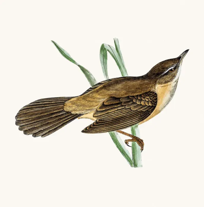 Framed Print : Great sedge warbler