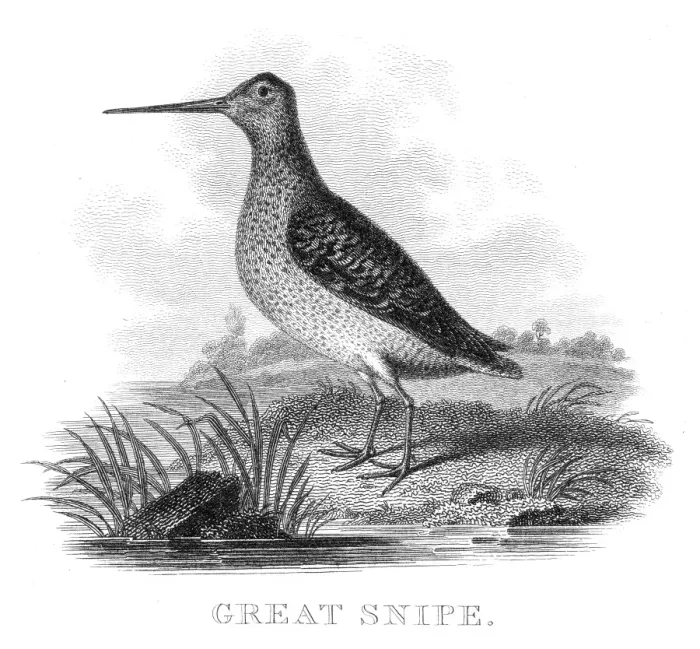 Framed Print : Great snipe engraving 1812 Framed Print : Great snipe engraving 1812