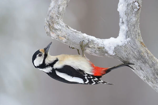Great Spotted Woodpecker -Dendrocopos major- clinging to a pine branch, Oulanka National Park, Kuusamo, Lapland, Finland