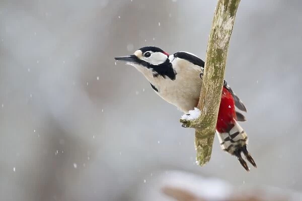 Great Spotted Woodpecker -Dendrocopos major- on a branch, North Hesse, Hesse, Germany