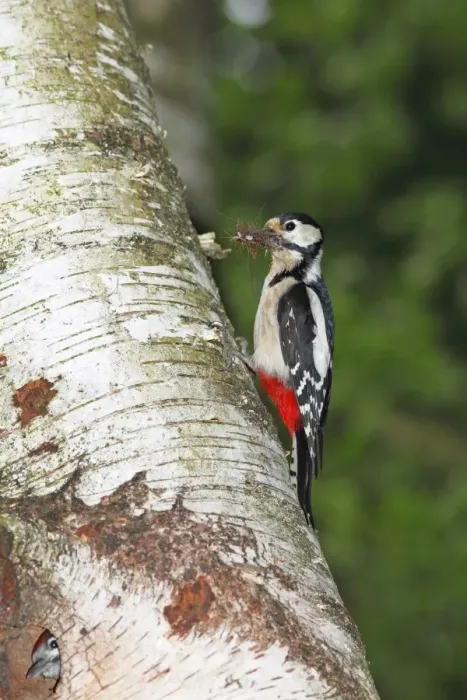 Framed Print : Great Spotted Woodpecker (Dendrocopos major), adult, carrying insects in its beak, feed for young birds in the nesting cavity of a birch tree Framed Print : Great Spotted Woodpecker (Dendrocopos major), adult, carrying insects in its beak, feed for young birds in the nesting cavity of a birch tree