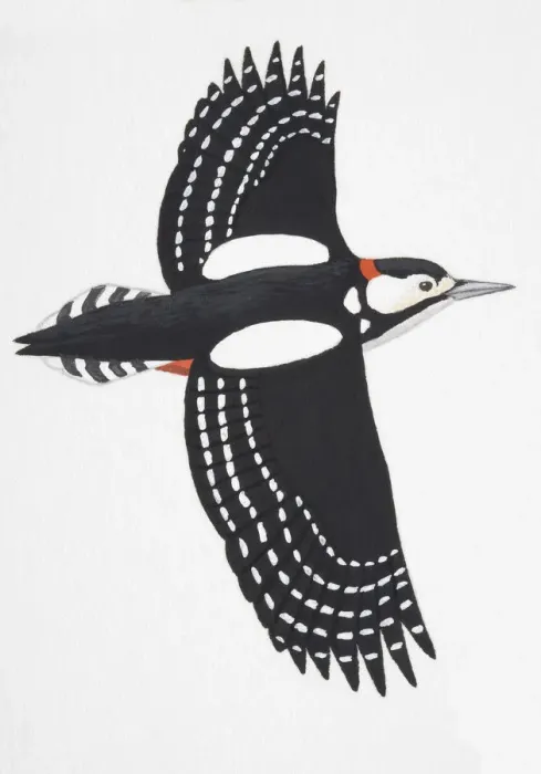 Framed Print : Great Spotted Woodpecker (Dendrocopos major), adult male Framed Print : Great Spotted Woodpecker (Dendrocopos major), adult male