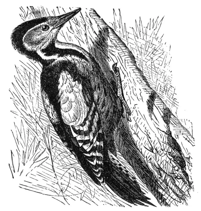 Framed Print : The great spotted woodpecker (Dendrocopos major)