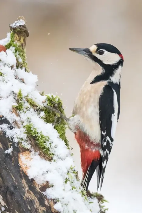 Framed Print : Great Spotted Woodpecker (Dendrocopos major), on snow-covered deadwood, Hesse, Germany Framed Print : Great Spotted Woodpecker (Dendrocopos major), on snow-covered deadwood, Hesse, Germany