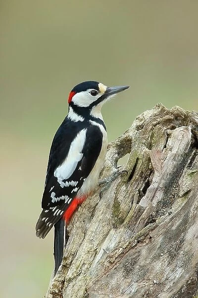 Great spotted woodpecker (Dendrocopos major), male, sitting on deadwood, Rothaargebirge, Siegerland, North Rhine-Westphalia, Germany