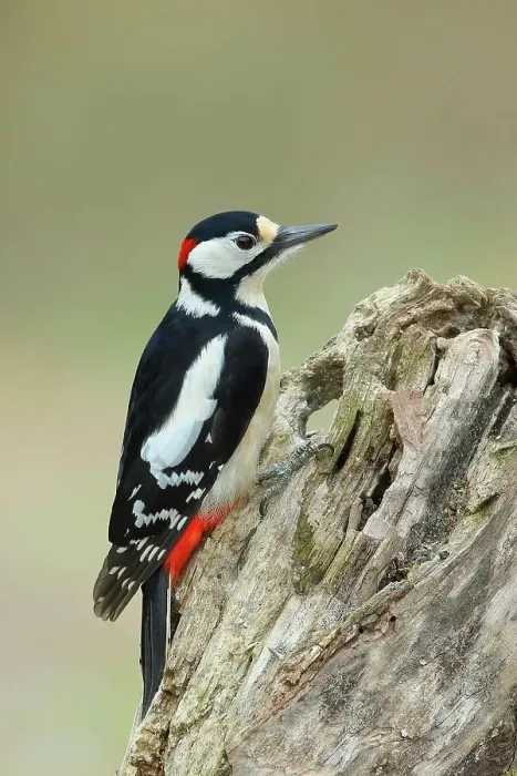Framed Print : Great spotted woodpecker (Dendrocopos major), male, sitting on deadwood, Rothaargebirge, Siegerland, North Rhine-Westphalia, Germany