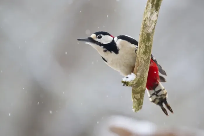Framed Print : Great Spotted Woodpecker -Dendrocopos major- on a branch, North Hesse, Hesse, Germany