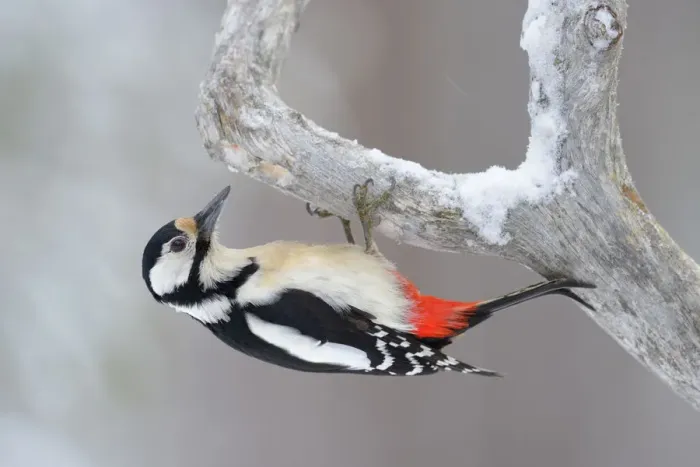Framed Print : Great Spotted Woodpecker -Dendrocopos major- clinging to a pine branch, Oulanka National Park, Kuusamo, Lapland, Finland Framed Print : Great Spotted Woodpecker -Dendrocopos major- clinging to a pine branch, Oulanka National Park, Kuusamo, Lapland, Finland