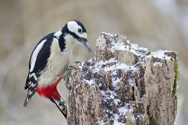 Great Spotted Woodpecker -Dendrocopos major- on a tree stump, North Hesse, Hesse, Germany