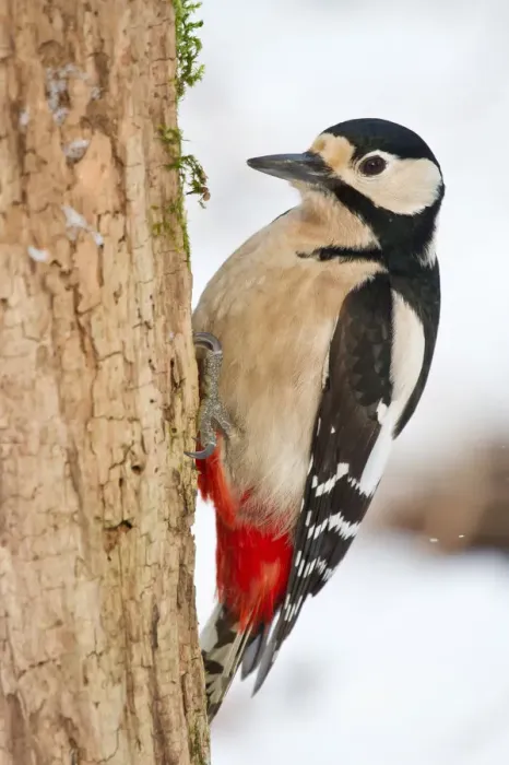 Framed Print : Great Spotted Woodpecker -Dendrocopos major- on a tree stump, North Hesse, Hesse, Germany Framed Print : Great Spotted Woodpecker -Dendrocopos major- on a tree stump, North Hesse, Hesse, Germany
