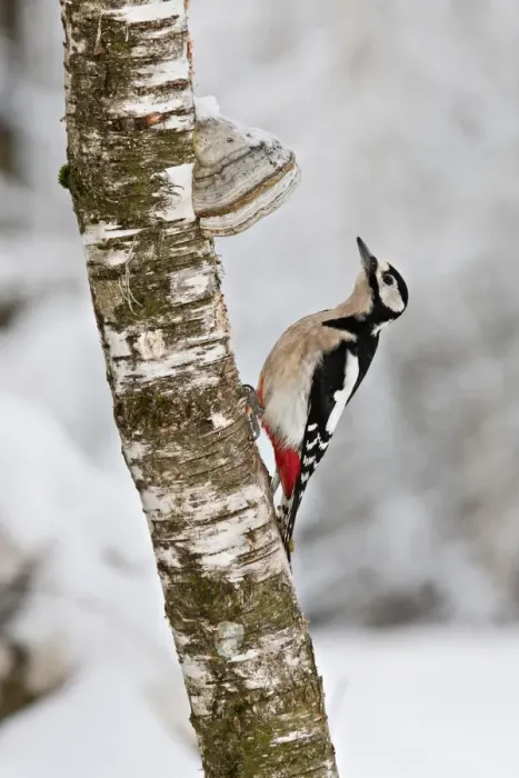 Framed Print : Great Spotted Woodpecker -Dendrocopos major- on a tree with tree mushrooms, near Lake Federsee, Baden-Wuerttemberg, Germany, Europe