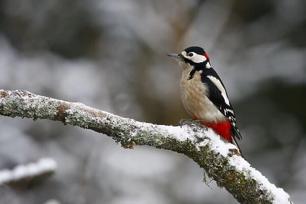 Great Spotted Woodpecker -Picoides major, Dendrocopos major-, male on a snowy branch in winter