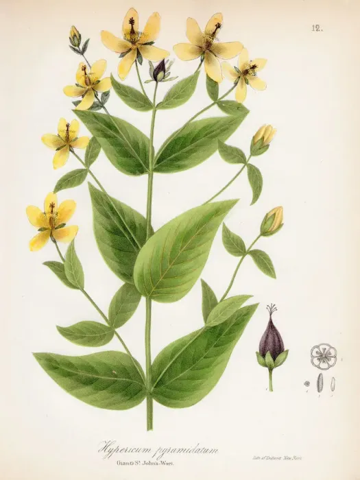 Framed Print : Great St. Johnswort botanical engraving 1843