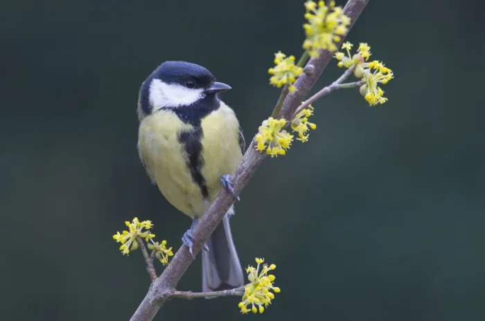 Framed Print : Great Tit -Parus major- Framed Print : Great Tit -Parus major-